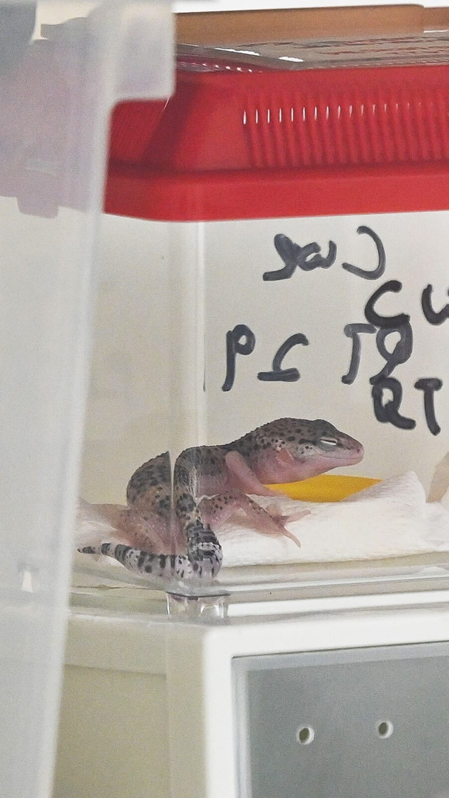NParks seizes 101 illegally kept wild animals in islandwide raid, with 13 found dead