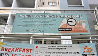 Commentary: 10 years and millions of mosquitoes later, Project Wolbachia did more than fight dengue