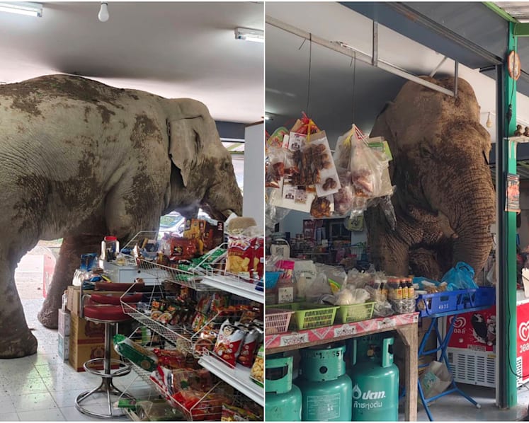 Hungry wild elephant raids grocery store in Thailand for snacks