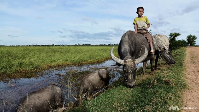 Floating rice: The climate-resilient alternative for Cambodia’s food production