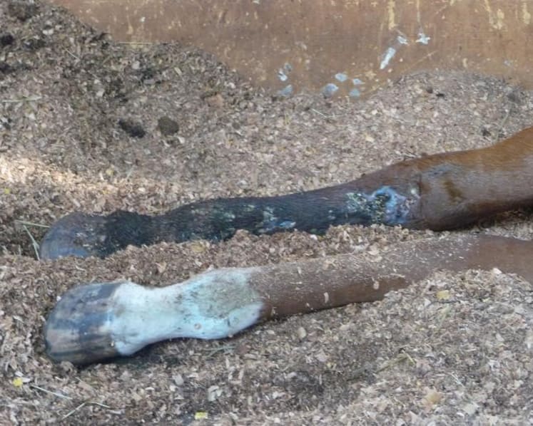 Gallop Stable abuse trial: Horse riddled with wounds, says ex-AVA officer