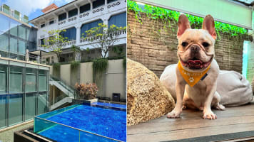 Pet-Friendly Hotel Review: My Dog Checked In To Oasia Resort Sentosa For A Staycation. Here's How It Went