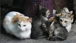 Related article image