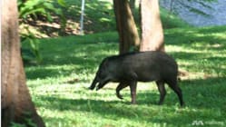 Related article image