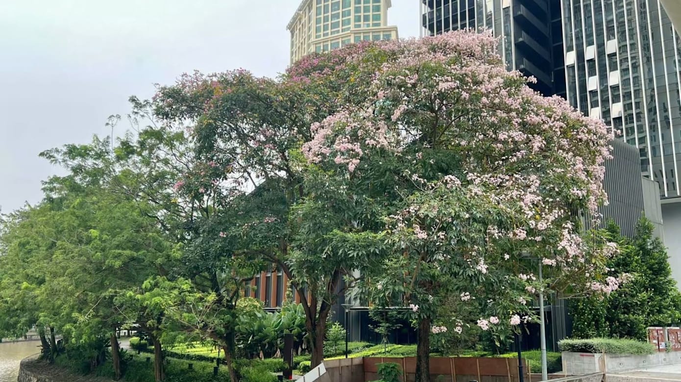 新加坡河。（图： Hanisah Ramlan）