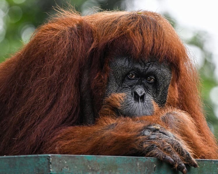 Malaysia eyes 'orangutan diplomacy' with nations that import palm oil