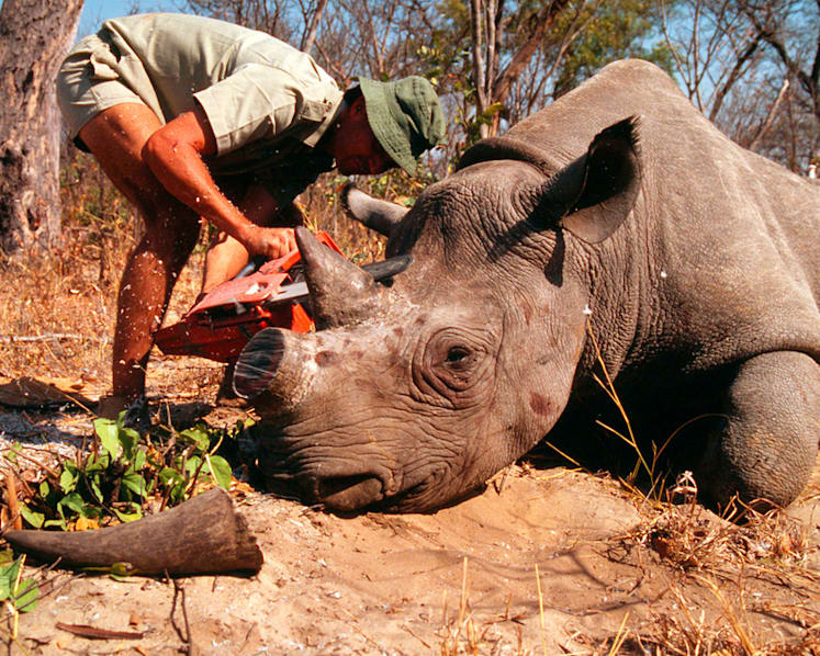 Commentary: Singapore’s S$1.2m rhino horn seizure another reminder of need to combat wildlife trafficking