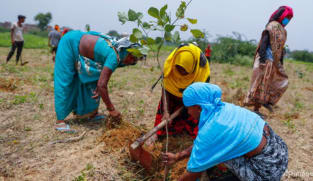 Indians plant millions of saplings amid mass campaign