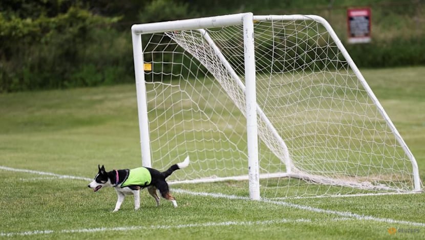 No wild goose chase: Two dogs keep birds off World Cup training pitch in Toronto