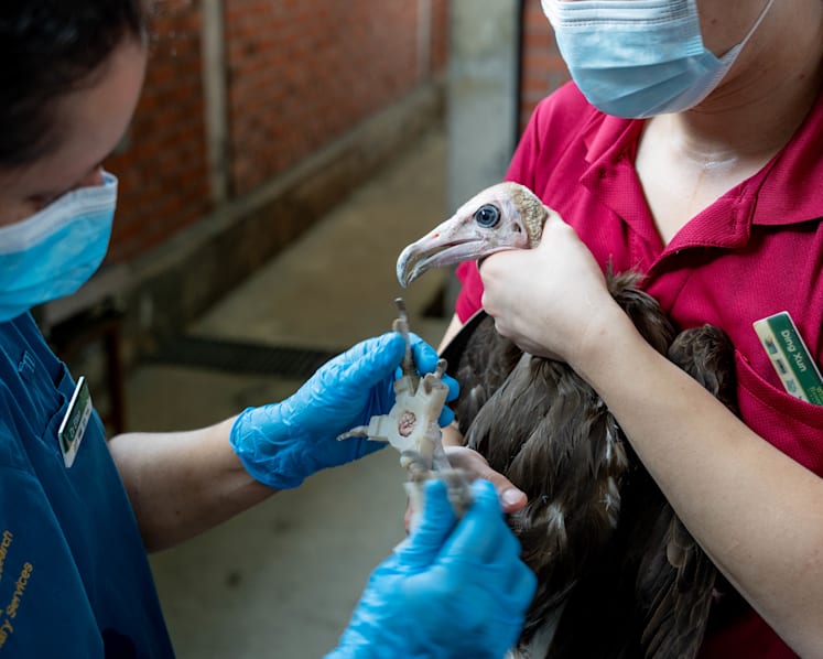 3D-printed shoes give ageing birds a new lease of life