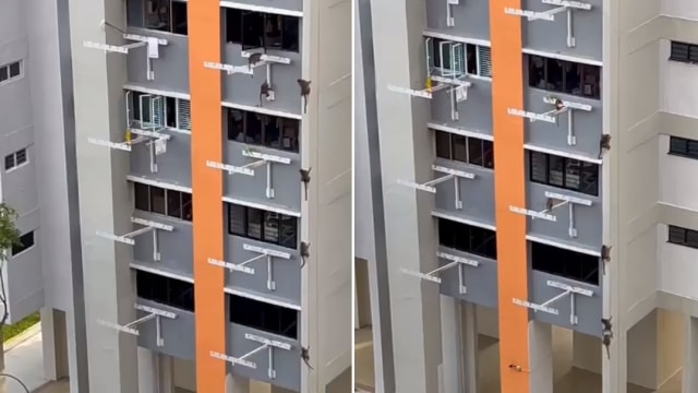理解问答：金文泰组屋区闹猴患