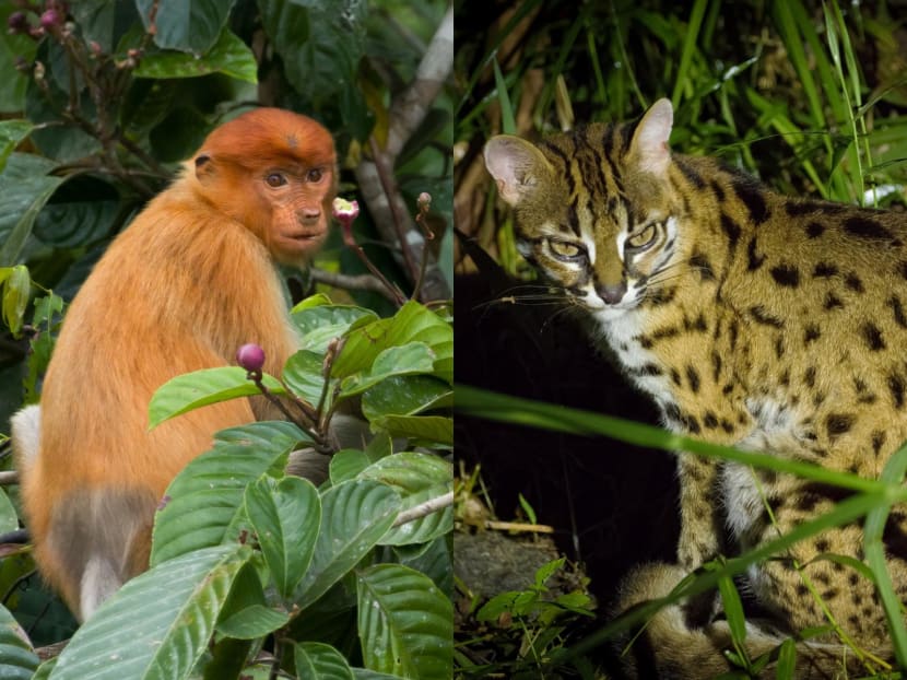 Leopard cats and pygmy elephants: What it's like to go mammal watching on the Malaysian side of Borneo