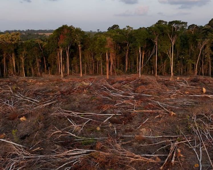 Tropical forest loss eases in 2025 from record high, report shows