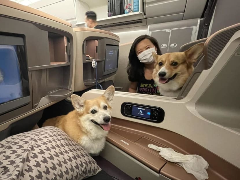 Corgis in business class: These 2 dogs travelled in style on Singapore Airlines Corgis in business class: These 2 dogs travelled in style on Singapore Airlines