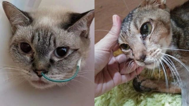 财务陷困猫咪收容所网上众筹 一天内筹近5万元