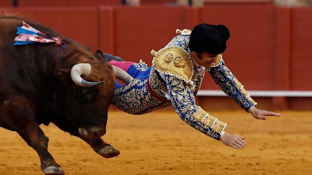 西班牙知名斗牛士遭牛角刺入臀部  直肠留十厘米伤口