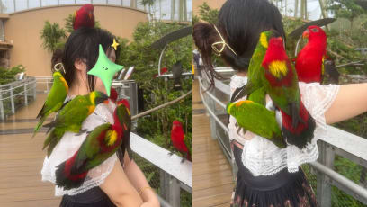 A Flock Of Parrots At Bird Paradise Got Very Up Close To This Tourist: “I’m The Luckiest Tourist!”