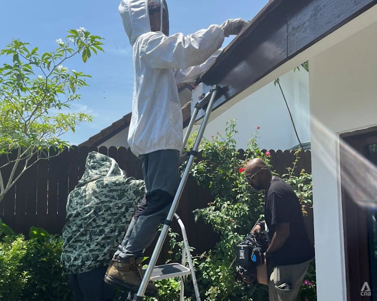 Beekeepers in Singapore encourage relocating instead of exterminating bees