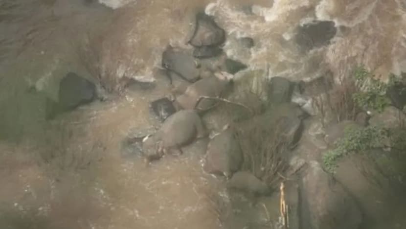 Sekawan gajah liar dihayutkan air deras di Thailand Sekawan gajah liar dihayutkan air deras di Thailand