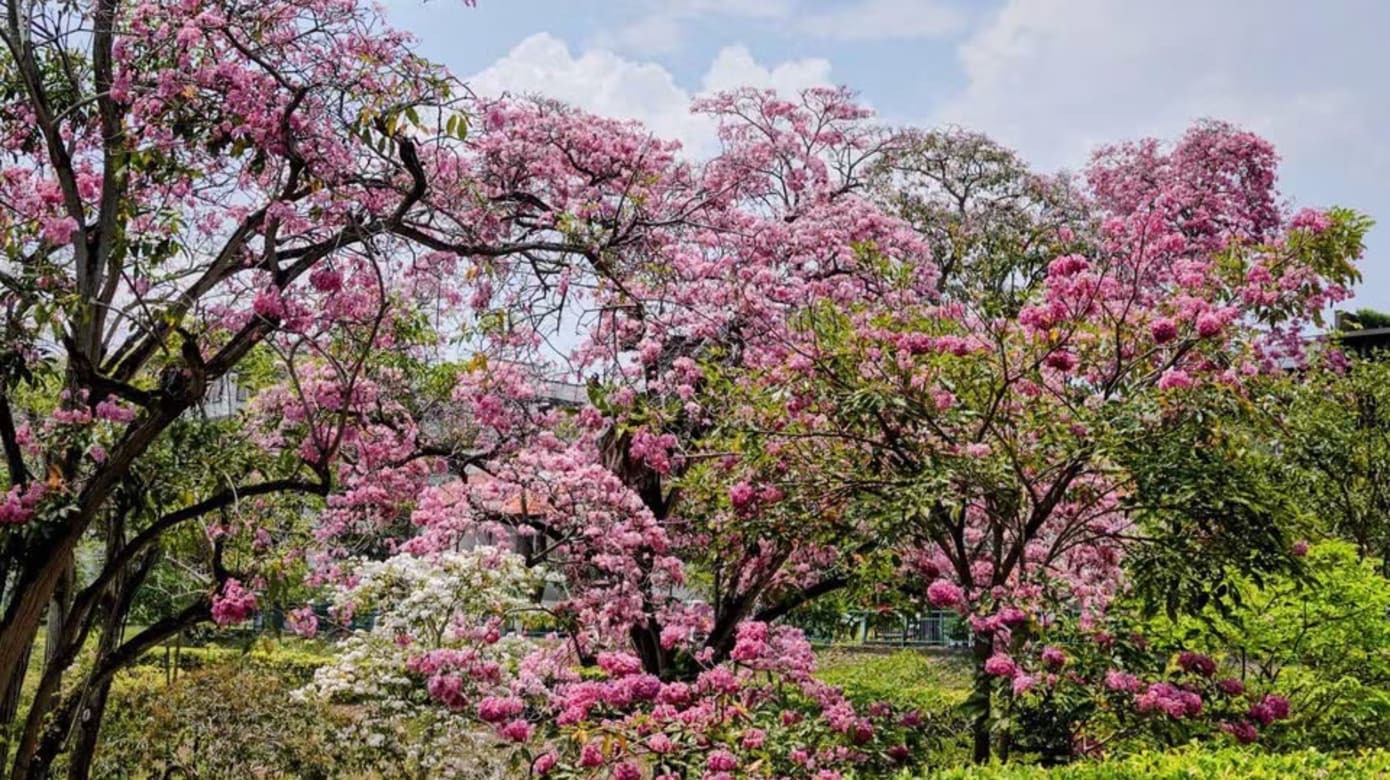 幸福花园。（图： Jasmine Koh）