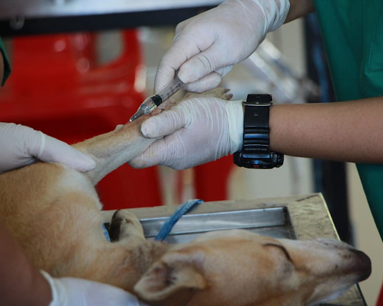 Not all pet owners know of vaccines or use them, vets say new guidelines help set clearer standards