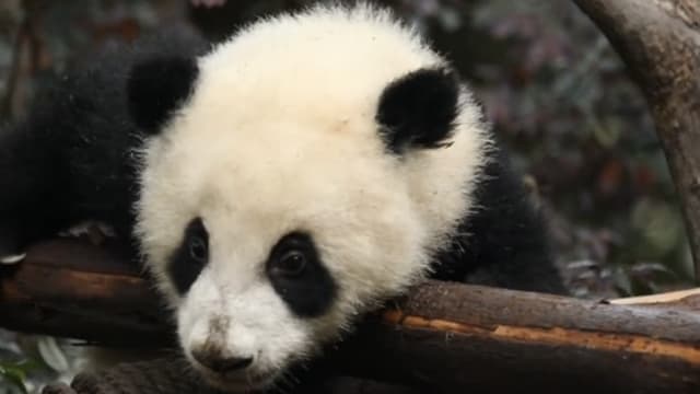 因感染与凝血功能障碍 中国大熊猫福茹死亡