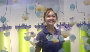 An underwater revelation led this Singaporean to quit a safe retailing career to nurture sea jellies