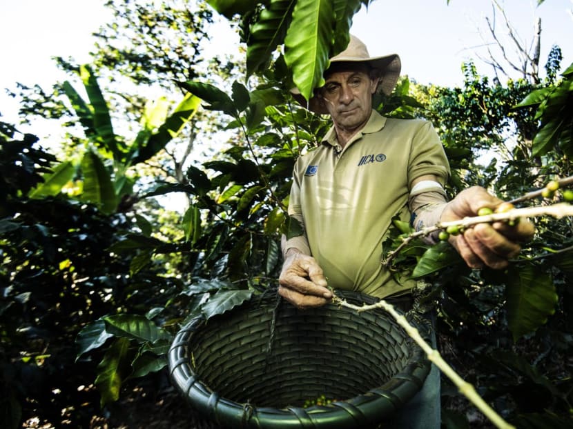 Coffee grower Jesus Valverde collects coffee from his plantation in Naranjo, Alajuela province, Costa Rica, on Feb 15, 2024.
