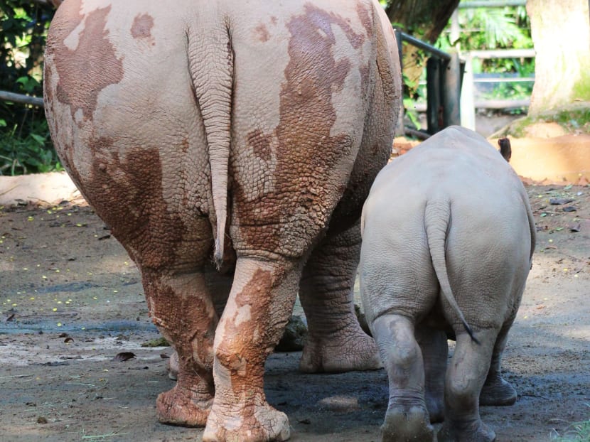 Asia’s first giant river otter baby born at River Safari