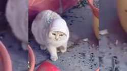 Gambar Pilihan Hari Ini