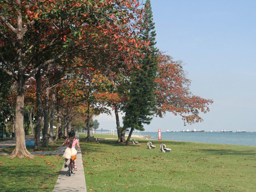 ‘Autumn’ in Singapore at East Coast Park