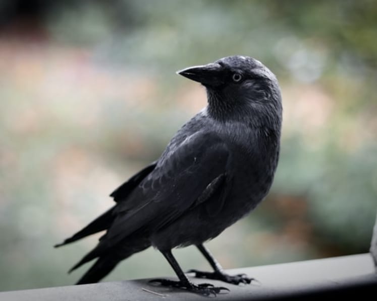 Ex-auxiliary police officer jailed for culling crows with shotgun without safety officer present