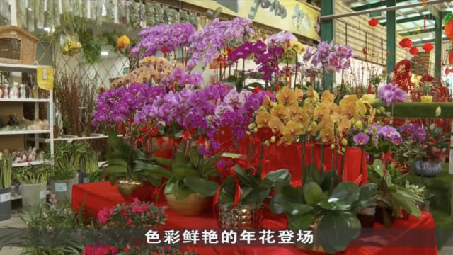 受气候及海运延迟等影响 今年年花交付期延迟几天