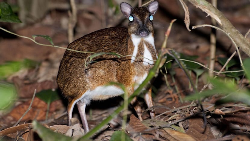 Impact of Cross Island work on MacRitchie significant without LTA mitigation measures