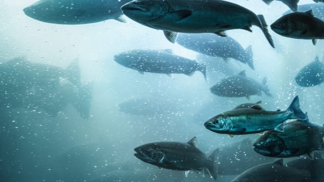 全球25％淡水鱼类 正面临灭绝的威胁