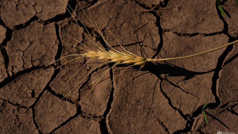 US forecasters say strengthening El Niño likely to become among largest on record