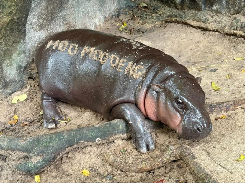 'Hippo Birthday': Thailand's Moo Deng marks one year old 'Hippo Birthday': Thailand's Moo Deng marks one year old