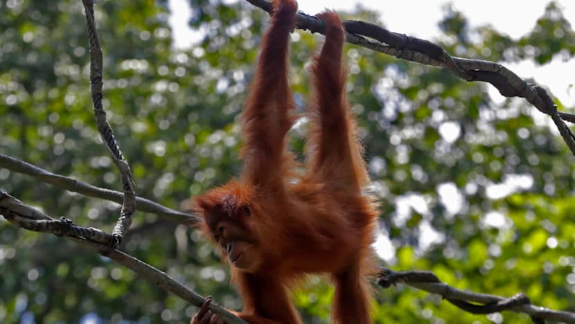 Granddaughter of Ah Meng named S’pore Zoo’s new ambassador