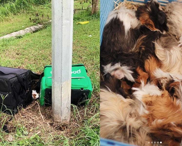 15 guinea pigs found abandoned in food delivery bags