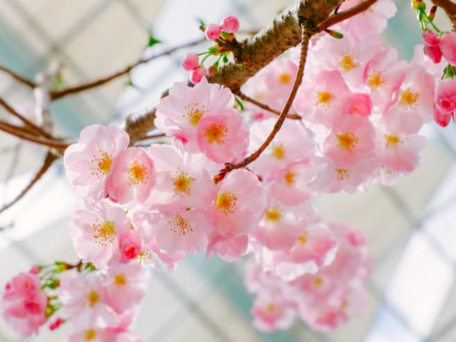 Sakura season returns to Gardens by the Bay with Sanrio characters and Anime Garden weekend