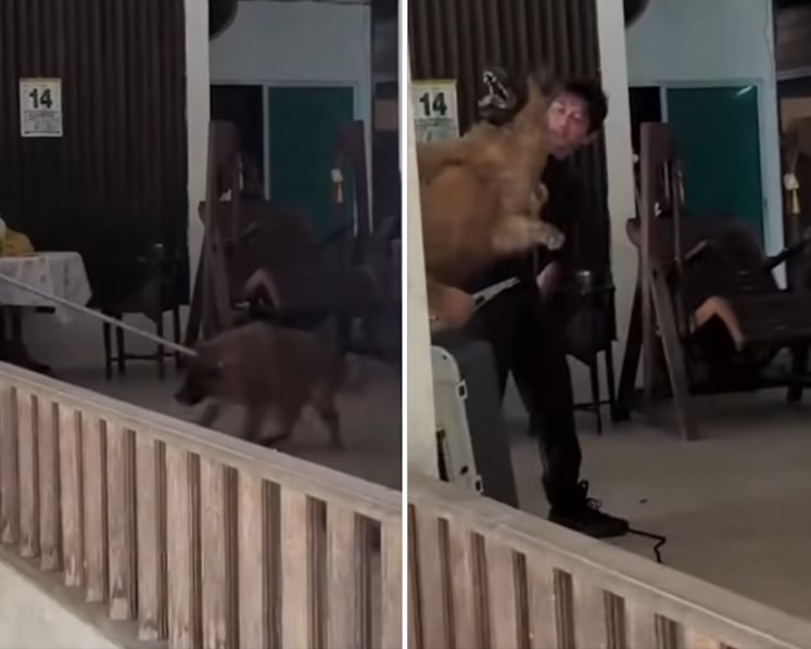 Dogs removed from Seletar farm were trapped with 'acceptable' amount of force: NParks