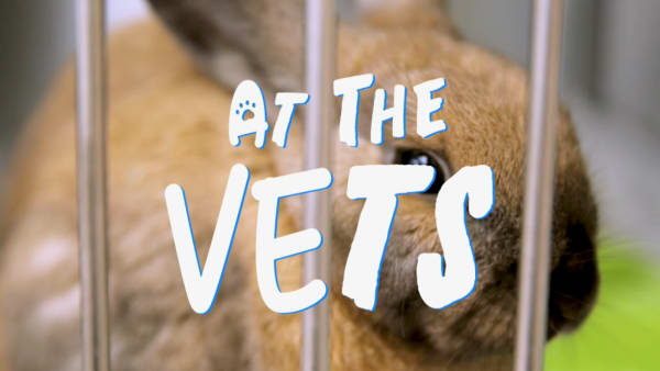 On The Red Dot: At The Vets