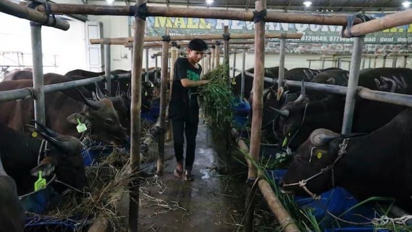 Peternak diminta impor sapi indukan untuk dukung program Makan Bergizi Gratis 