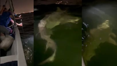 Huge Shark Spotted In Singapore Waters By Group Of People Offshore Fishing