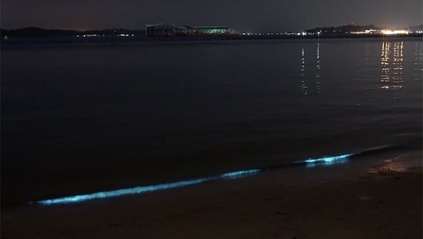 What are those blue glittering waves at Pasir Ris beach? Scientists explain ‘bioluminescence’ 