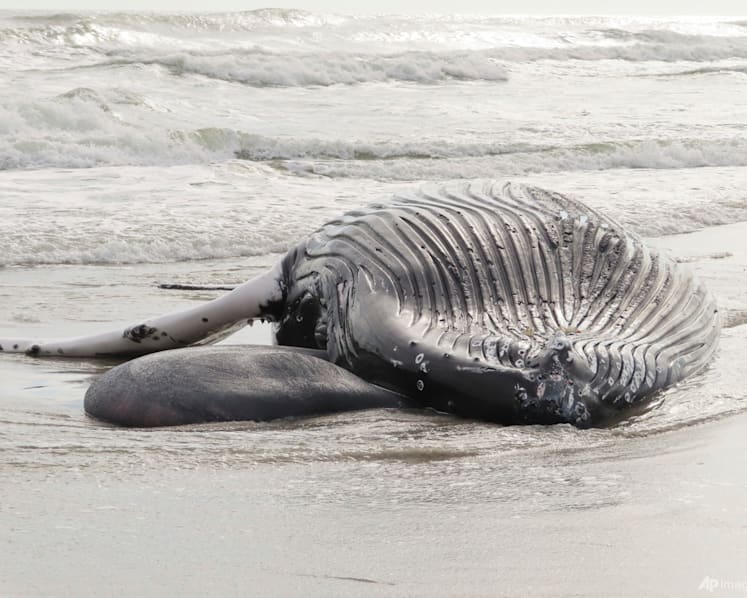 Pause sought in US wind farm ocean preparation works after 7th dead whale
