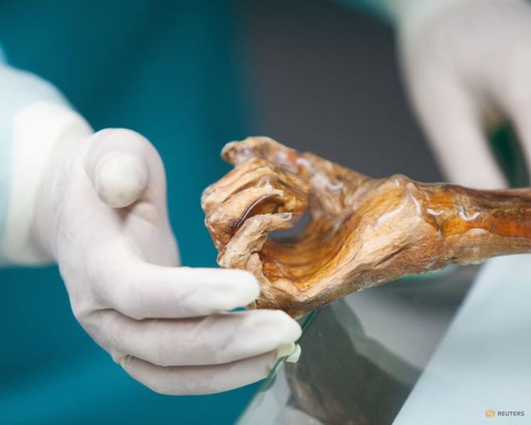 Scientists reveal Ötzi the Iceman's dynamic microbial world