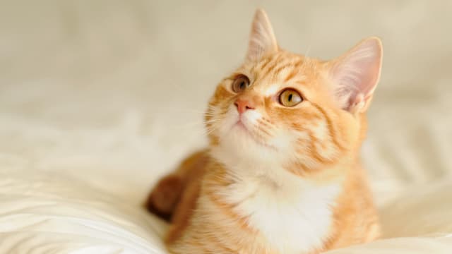 猫只管理框架明日生效 植入芯片宠物猫可申请执照