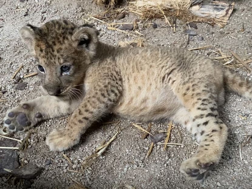 This undated handout photo released by Wildlife Reserves Singapore on Jan 26, 2021 shows a male lion cub, which was conceived through assisted reproduction, at the Wildlife Healthcare and Research Centre in Singapore Zoo in Singapore.