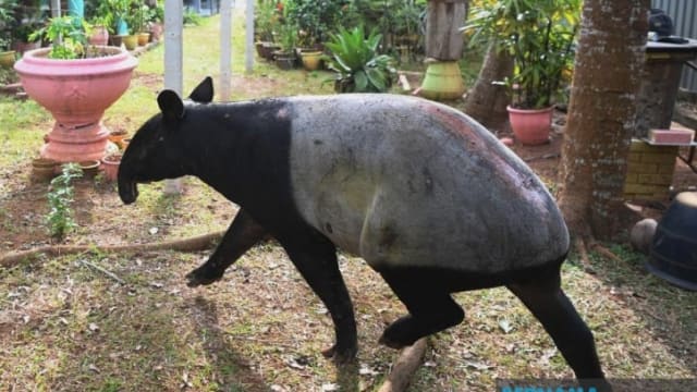 两只马来貘误闯住宅区 马国野生动物局展开调查